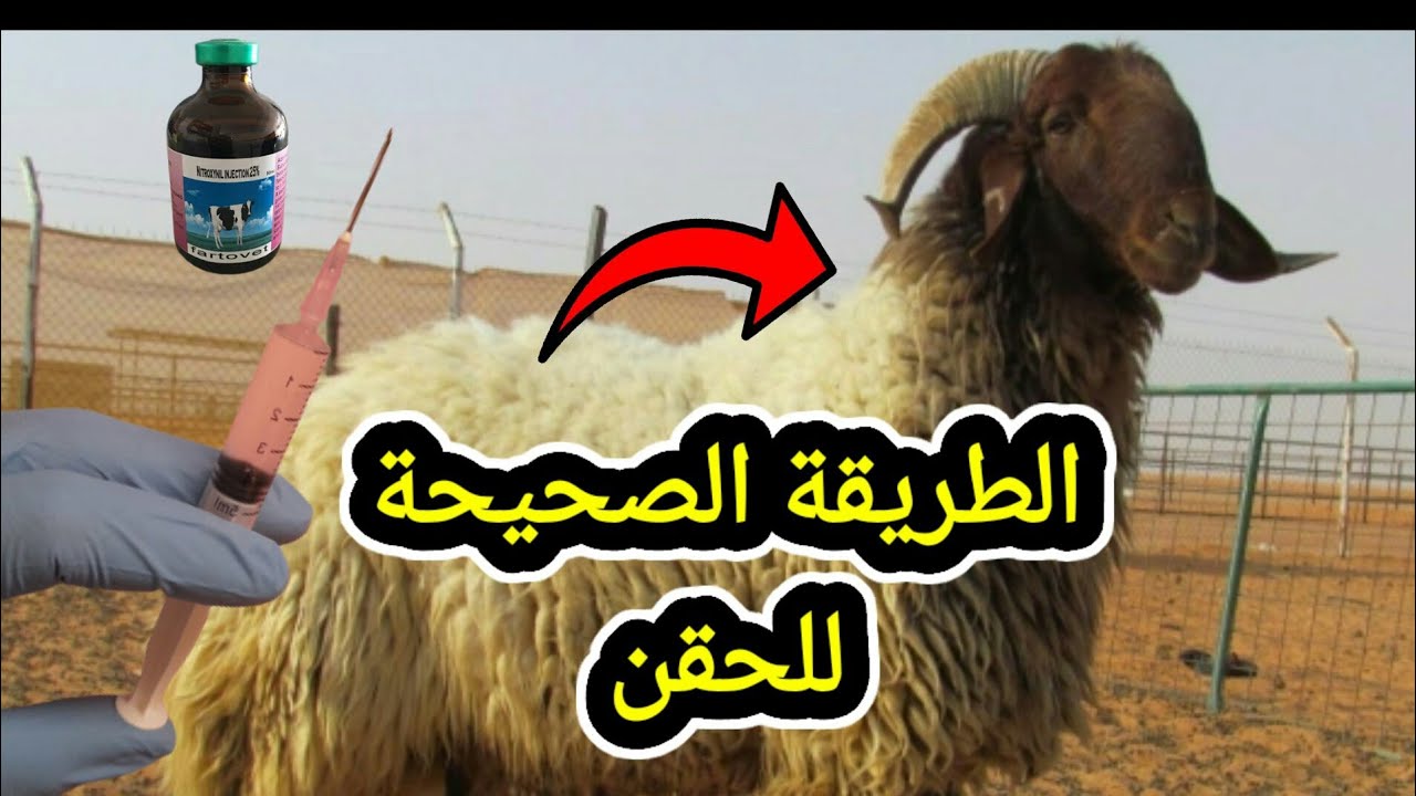 كيفية اعطاء الادوية للاغنام والماعز (الحقن في العضل وتحت الجلد)