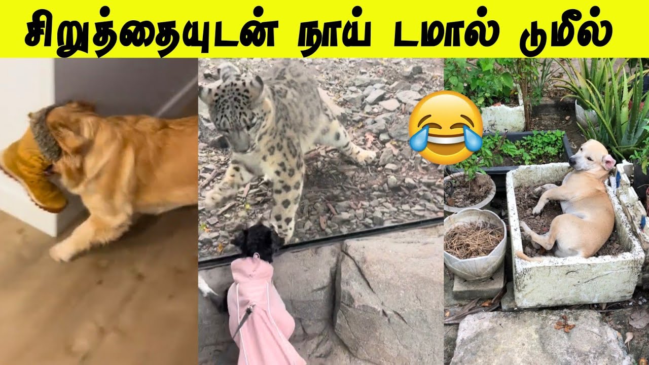 சிறுத்தையுடன் சிலுமிசம் செய்யும் நாய்😂 | பகல்லே கண்ணு தெரியல 🤣
