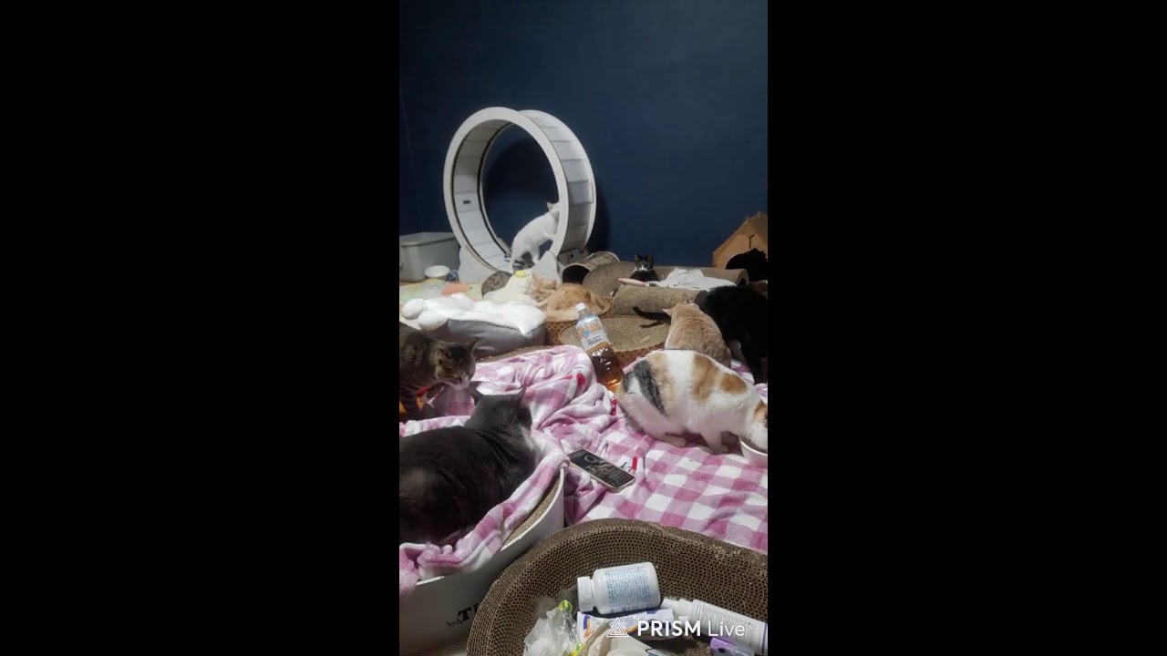 ❤️육묘 전쟁중!❤️cat happy!!!💗💗일상방송💓고양이 세상💓@길냥이@구조@임보@길고양이@학대@유기@고양이@치료@입양@cat@비어@먹방