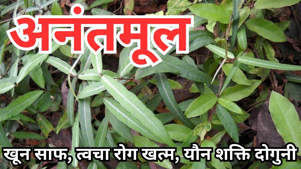 अनंतमूल के चमत्कारी फायदे |  | Anantmool