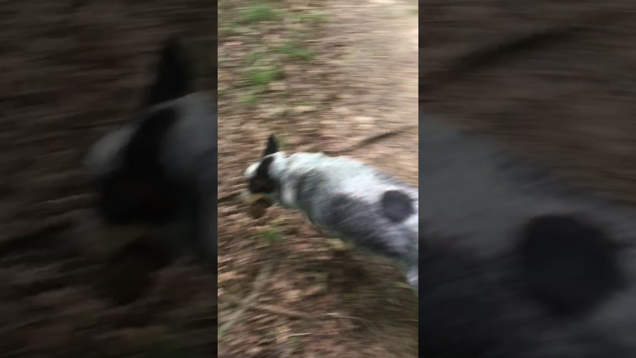 Video of Wax - Nolin River Lake, KY from Shelly S.
