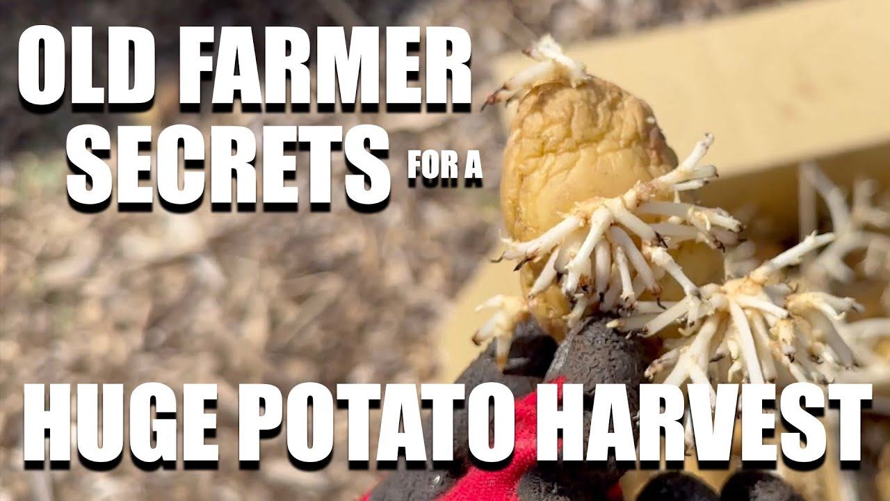 Old Farmer SECRET for a MASSIVE potato harvest // Grow bigger potatoes and get a MASSIVE harvest