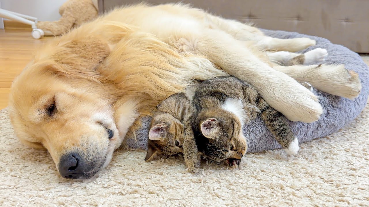 Adorable Kittens Raised by a Golden Retriever Act Just Like Puppies | Cutest Animal Family Ever!