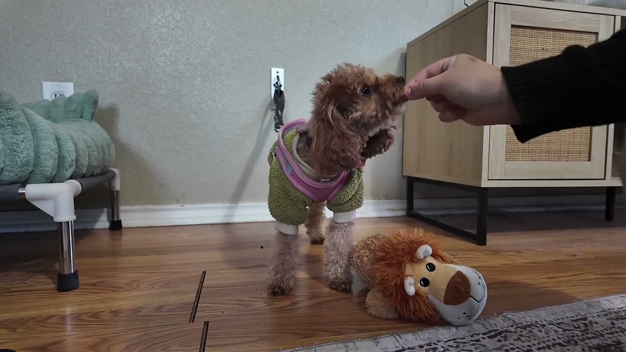 Daisy training 02/05/26