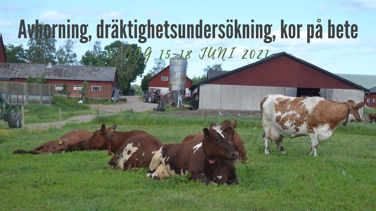 Vlogg #9  Avhorning, dräktighetsundersökning