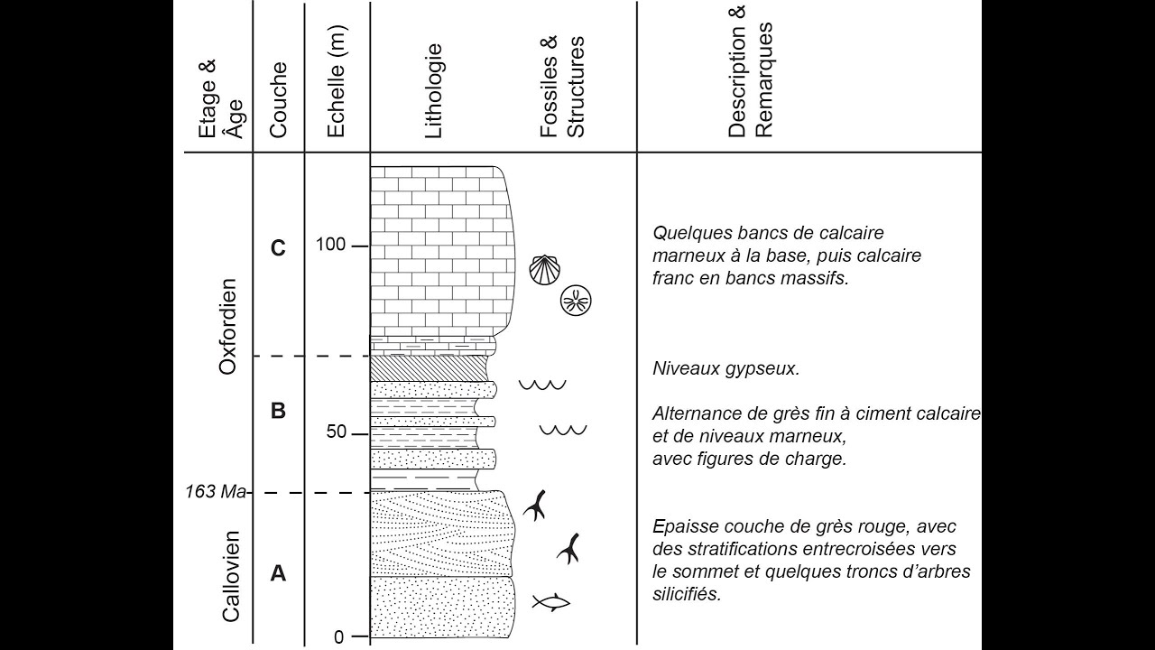Les logs stratigraphiques (par Mme Ruault Djerrab)
