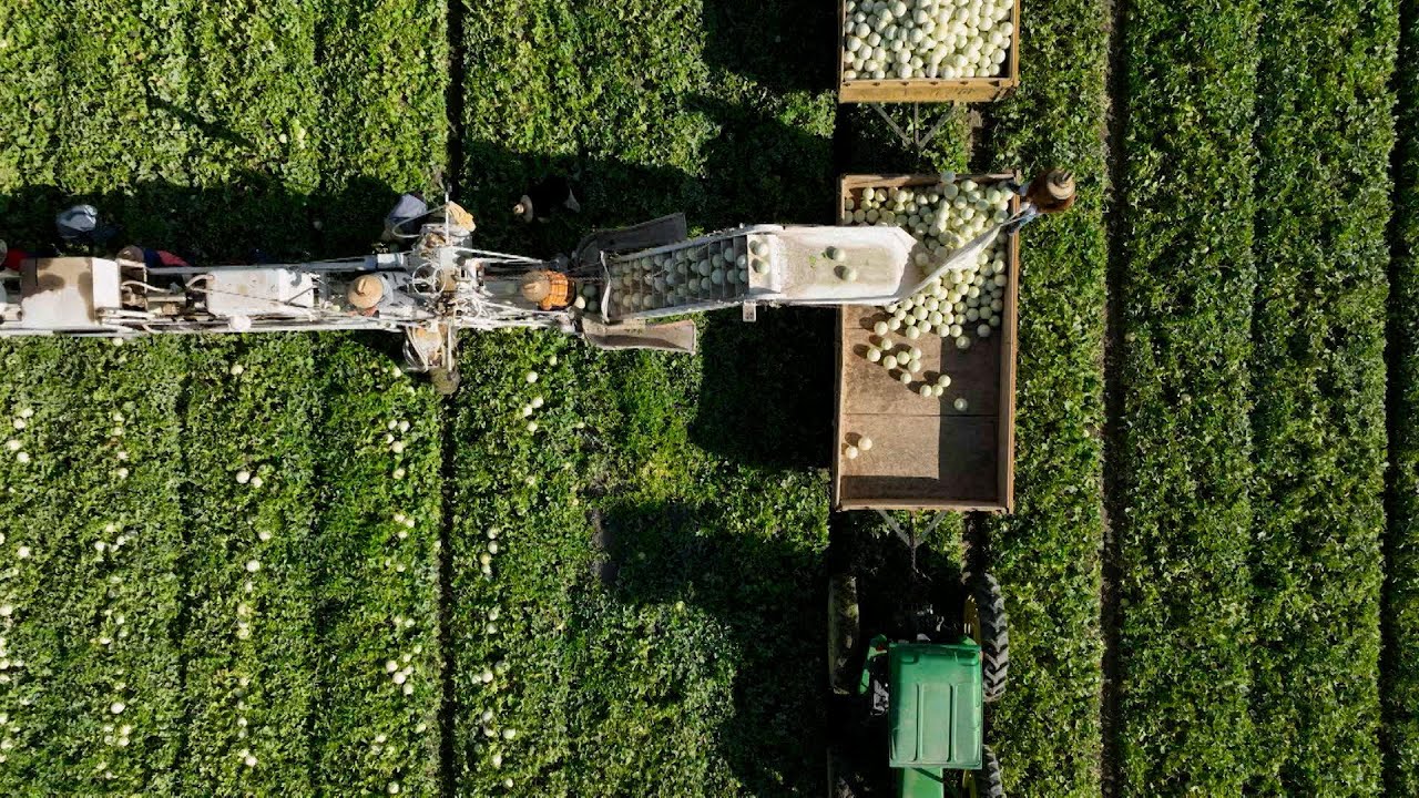 Oranges, Cantaloupes, Artichokes, Agricultural Curriculum, Lemon Chicken - America's Heartland