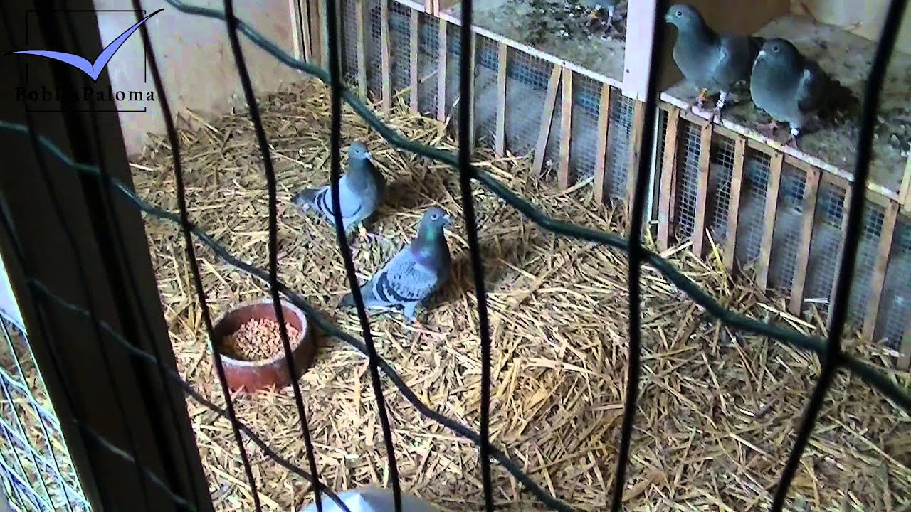 Op De Beeck - Baetens [Racing Pigeons Loft / Taubenschlag / Palomar] (2014)