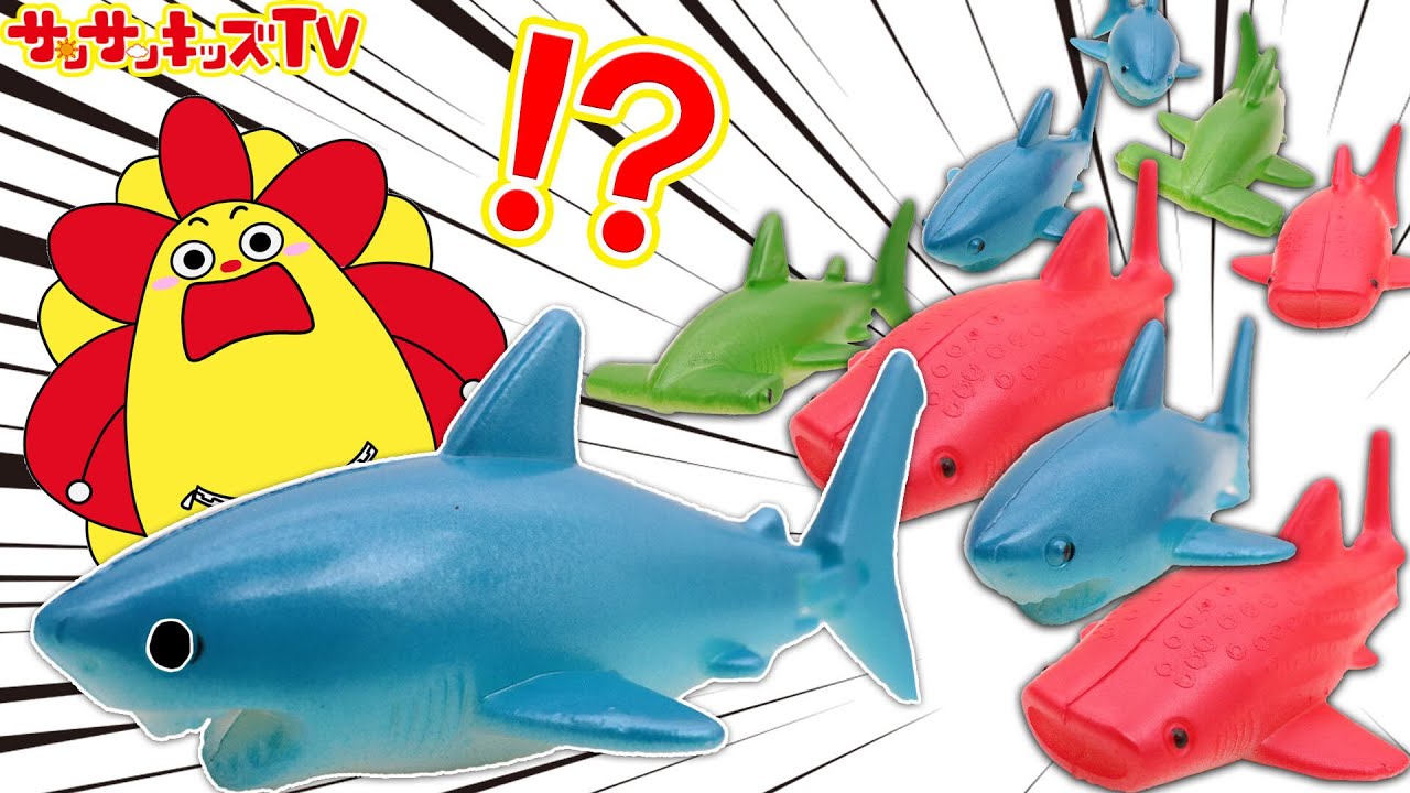 サメに食べられる！？プールがあぶない！シャークをじょうずにすくえるかな？動物のふしぎを観察しよう♪子供向け知育教育★サンサンキッズTV★