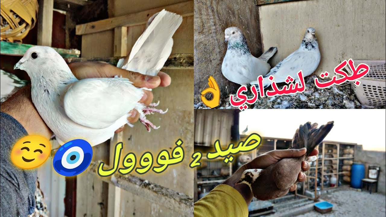 صيد أحمر وشذري فوول☺️المرض أكل لطيور 🥺