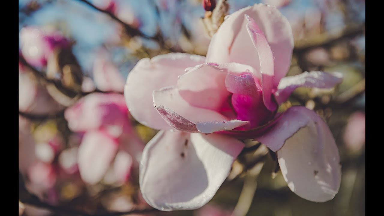 How to Grow Magnolias | Mitre 10 Easy As Garden