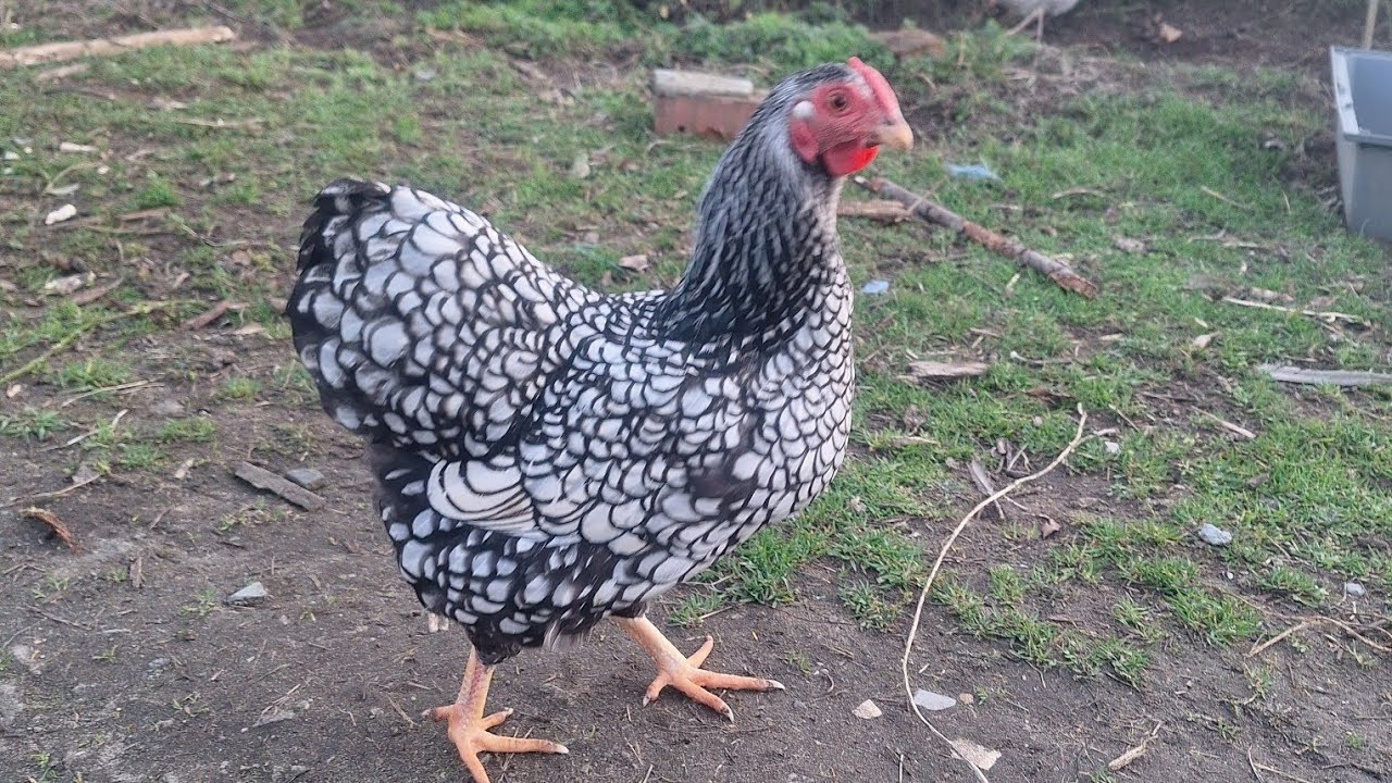 Куры на прогулке,собираem яйца