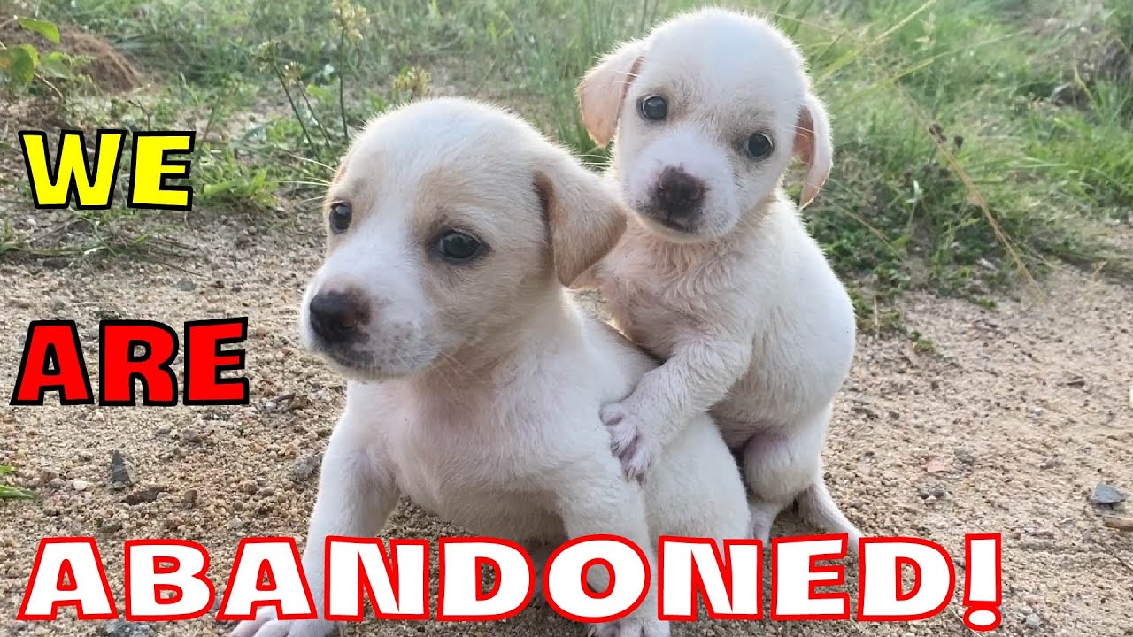 Two dogs lost their mother abandoned in the middle of the forest, searching for food in the landfill