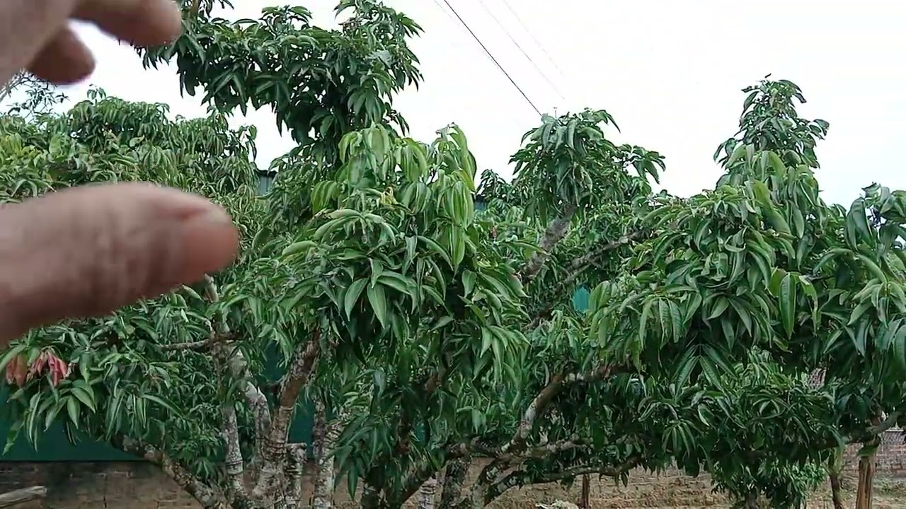 Vải thiều năm,2026, mười người tranh nhau một sot