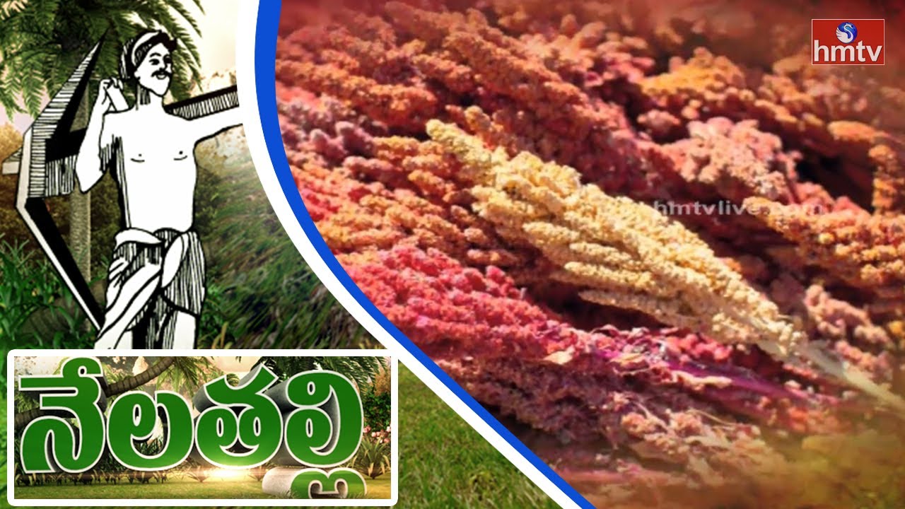 What Is Quinoa Crop | How to Cultivate Quinoa Crop | Nela Talli | HMTV
