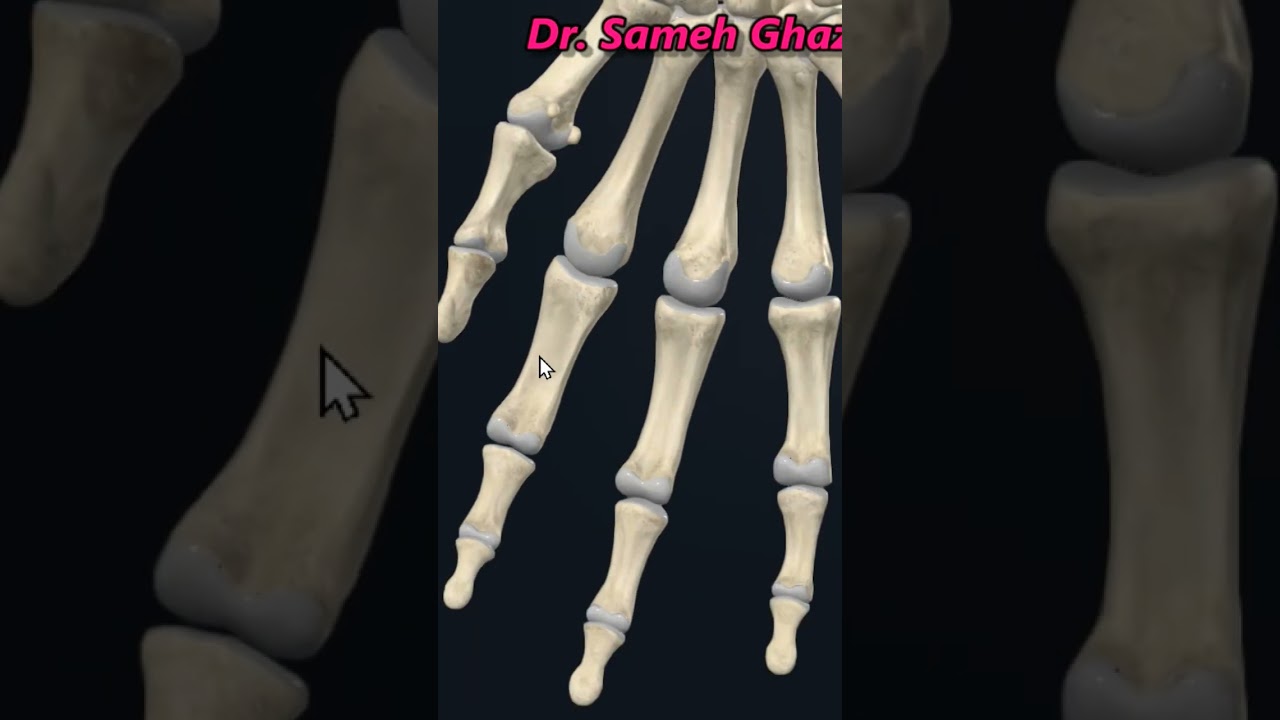 phalanges of fingers