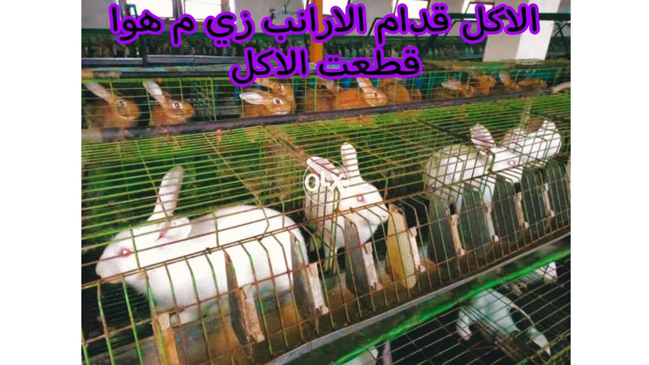 الارانب قطعت الاكل.. الحلقه الثانيه.. سبب قطع الاكل ايـــــــــه.