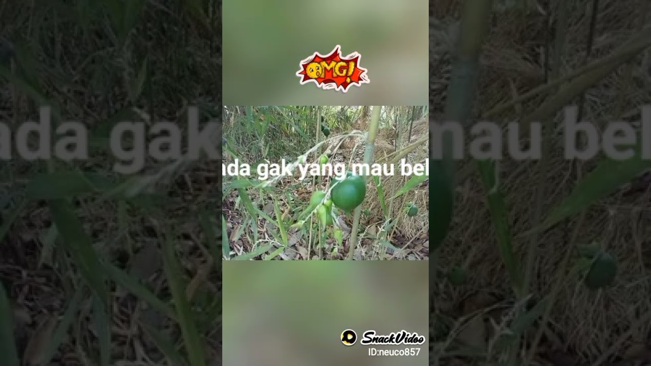 bambu berbuah