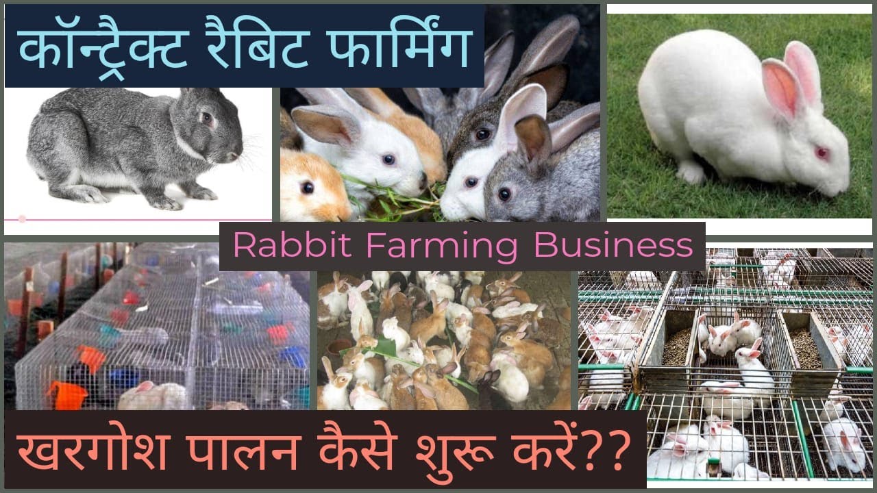 Contract Rabbit Farming!!! खरगोश पालन!! Rabbit Farming!! Contract Farming!!कॉन्ट्रैक्ट खरगोश पालन!!!