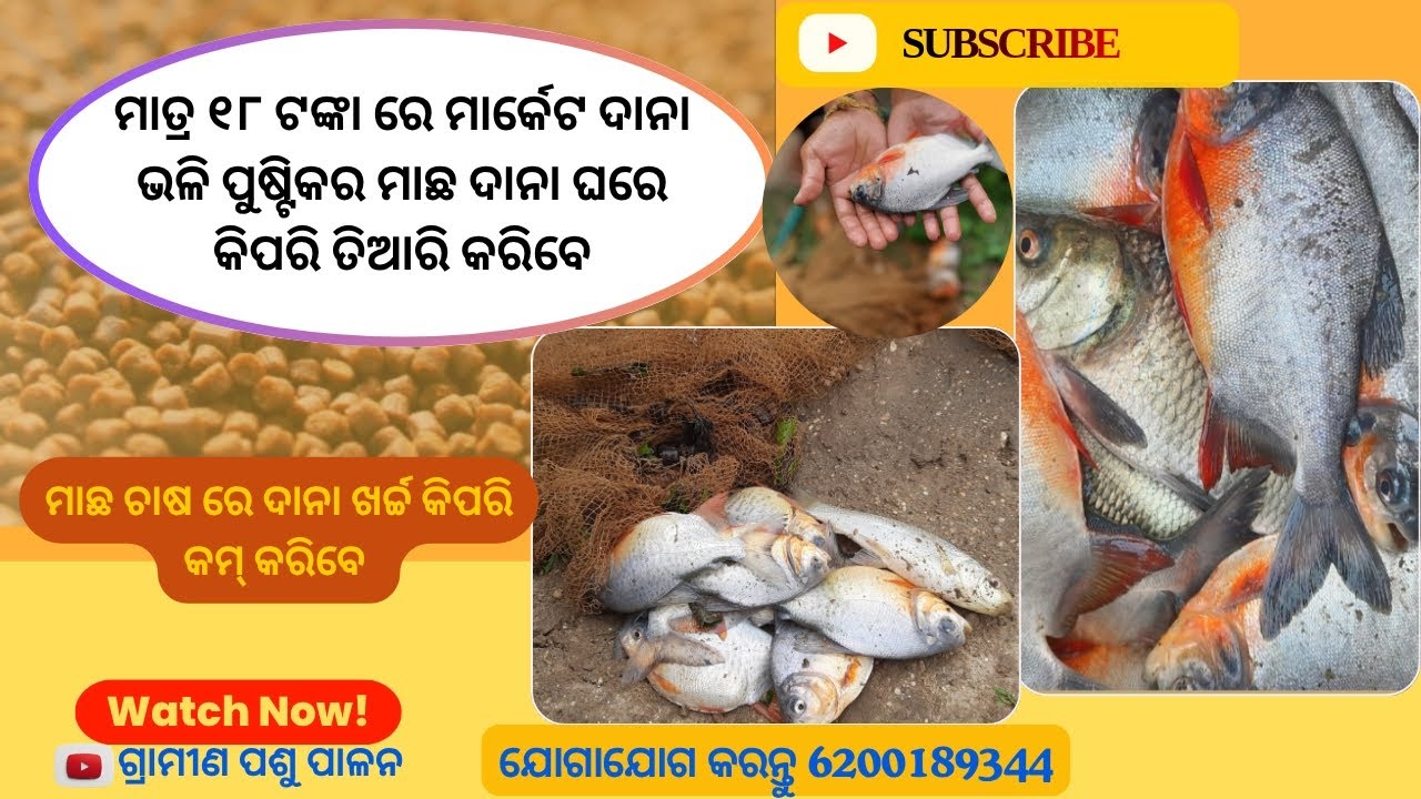 ୨୦ ଟଙ୍କା ରୁ ବି କମ୍ ରେ ଘରେ ତିଆରି କରନ୍ତୁ ମାଛ ଦାନା (Low cost fish feed at just 20 rupees)