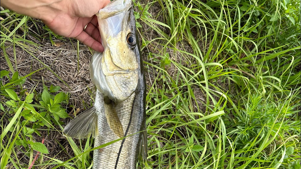 How we catch freshwater snook