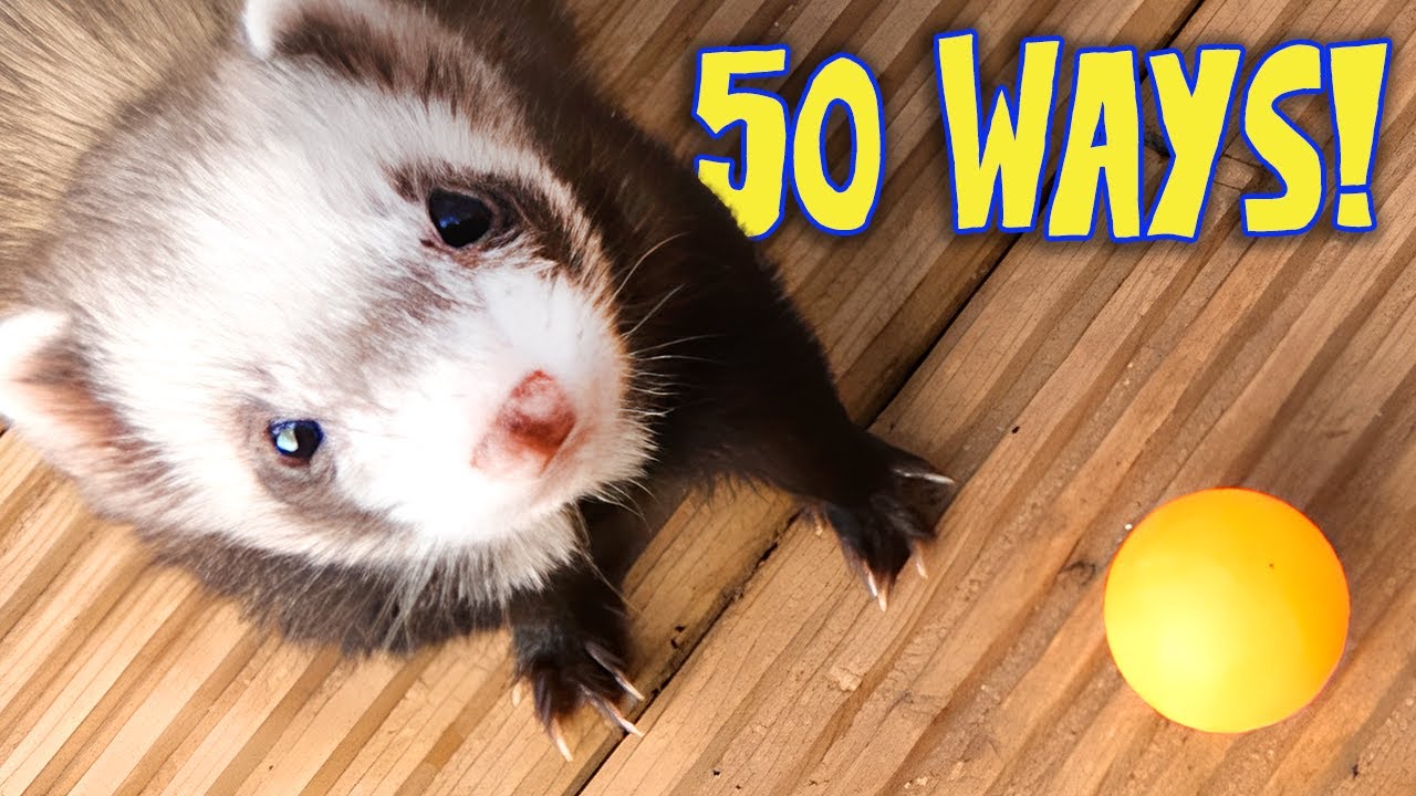 50 способов играть с хорьками