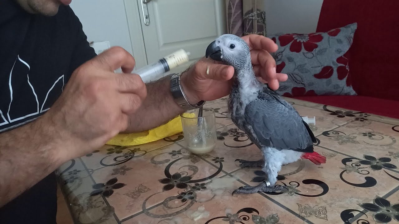 JAKO PAPAĞANA ELLE BESLEME  MAMA VERME GANGO