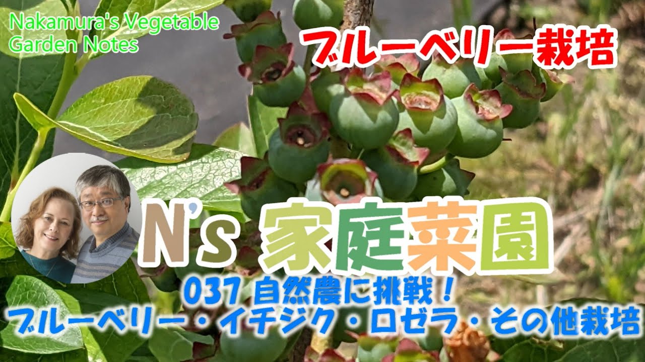 037 自然農に挑戦！ブルーベリー・イチジク・ロゼラ・その他栽培