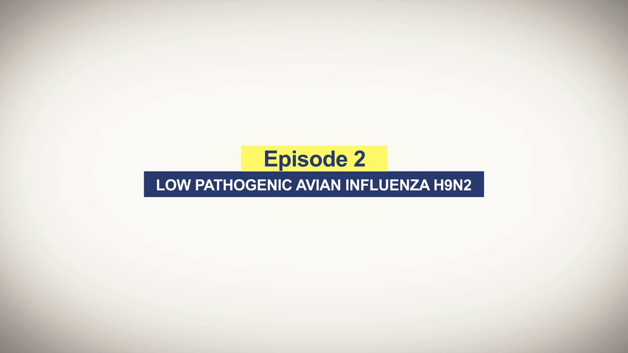 Episode 2: Low Pathogenic Avian Influenza H9N2