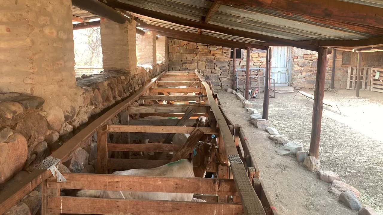 Boer Goat kidding pens
