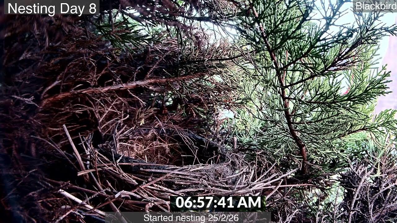 Blackbird Nesting -  Nightwatch 8 - Part 2
