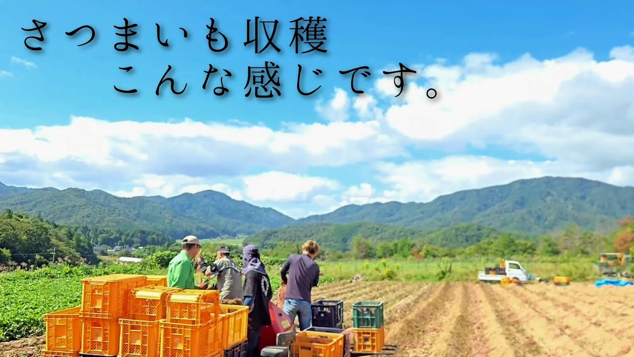 【さつまいも】収穫作業の流れをまとめて見ました。#vlog #農作業 #さつまいも #竹田農園
