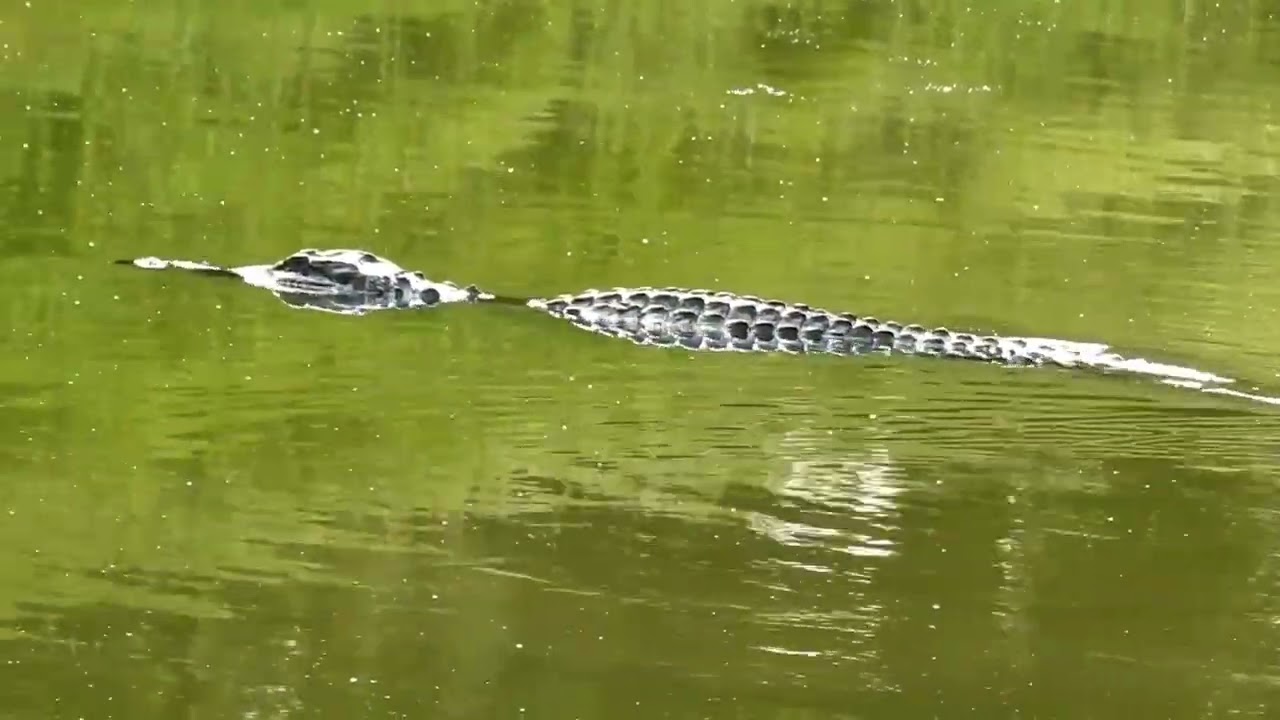 #alligator