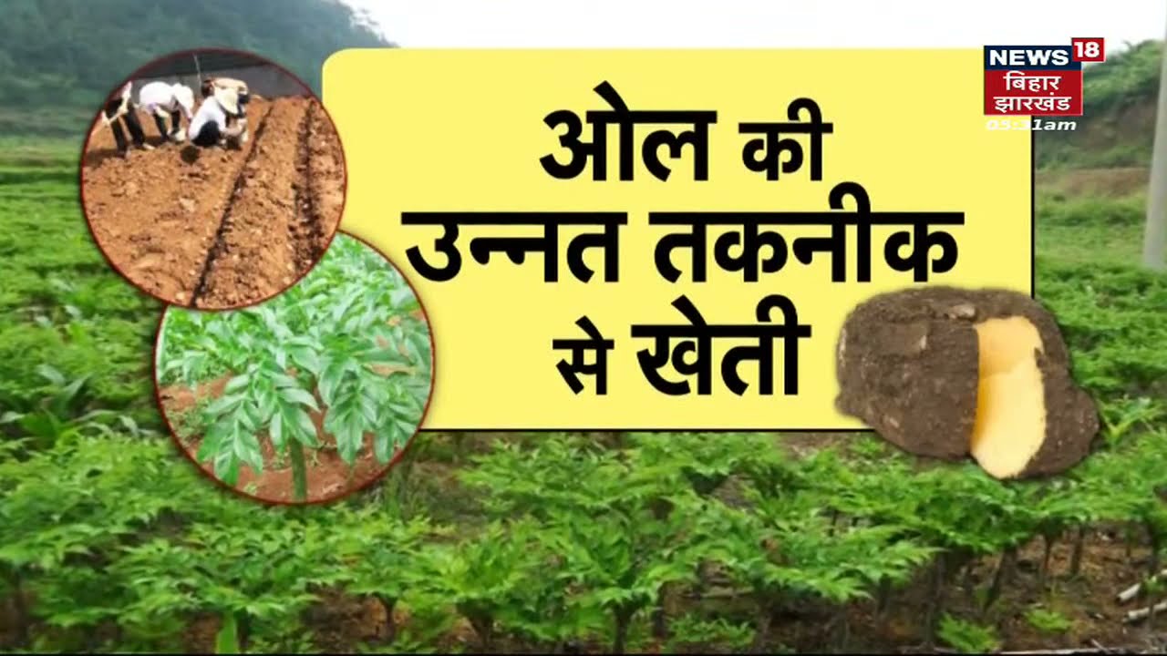 Agriculture : ओल (सूरन) की खेती से ऐसे कमा सकते है अच्छा मुनाफा | Annadata