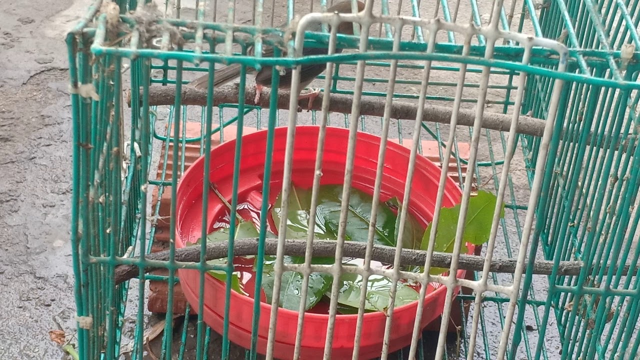 Quy Trình Tập Luyện Chim Sâu Đầu Đỏ Tắm