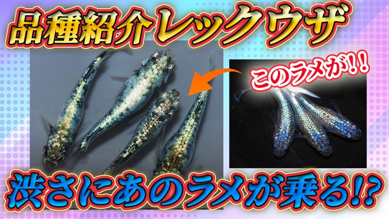 【今までにないオリジナル品種！？】渋さ×あのラメの表現したメダカ期待大！！いま話題のレックウザ！！