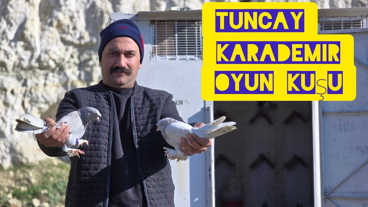 Kümes ziyareti.hepsi makina #taklacı#güvercin#pigeon#oyunkuşu