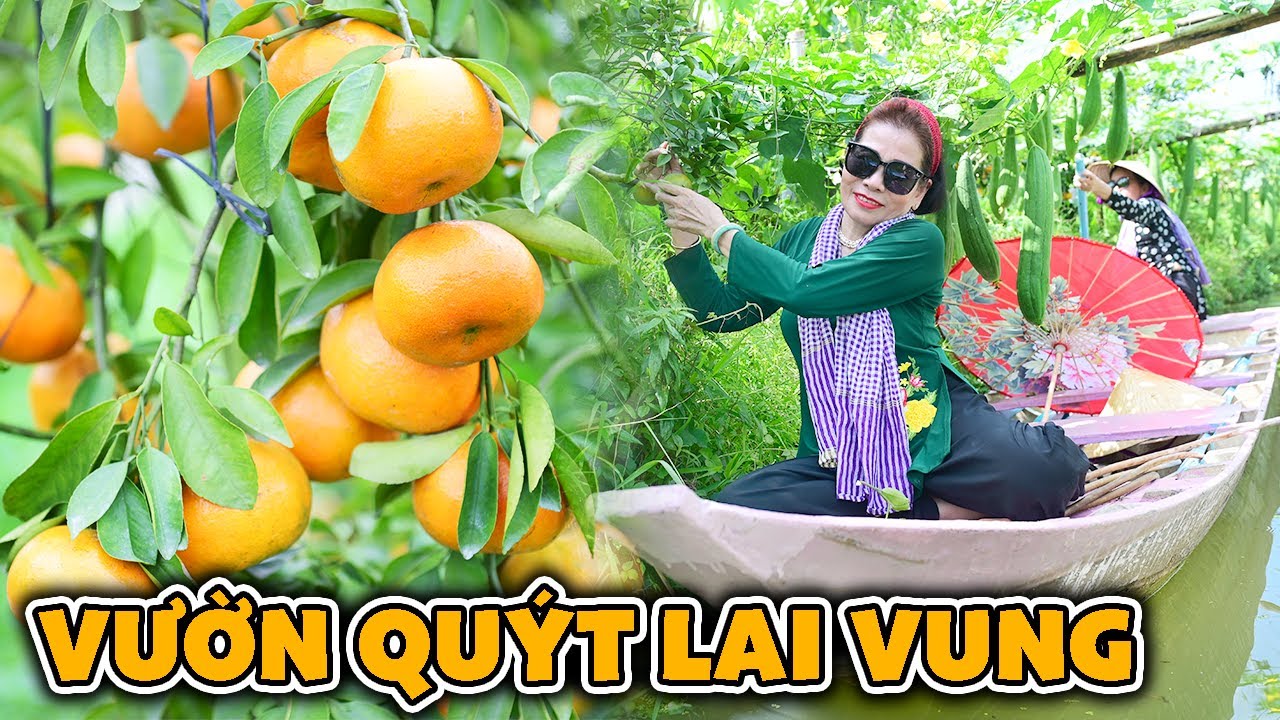 Trải Nghiệm Chèo Xuồng Tham Quan Vườn Quýt Lai Vung - Vườn Quýt Hồng Bá Chuốt