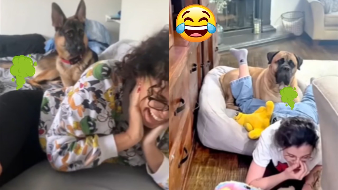 Funny Pet Reactions To Human Fart Sounds