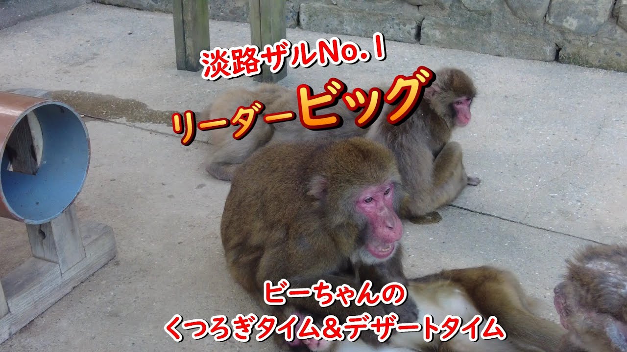 淡路ザルNo1リーダービッグ＃淡路島＃モンキーセンター2025.9.6