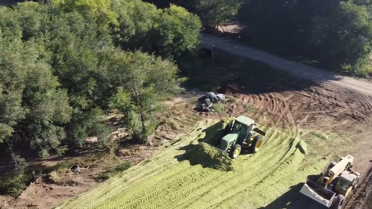 Corn Silage Harvest 2025