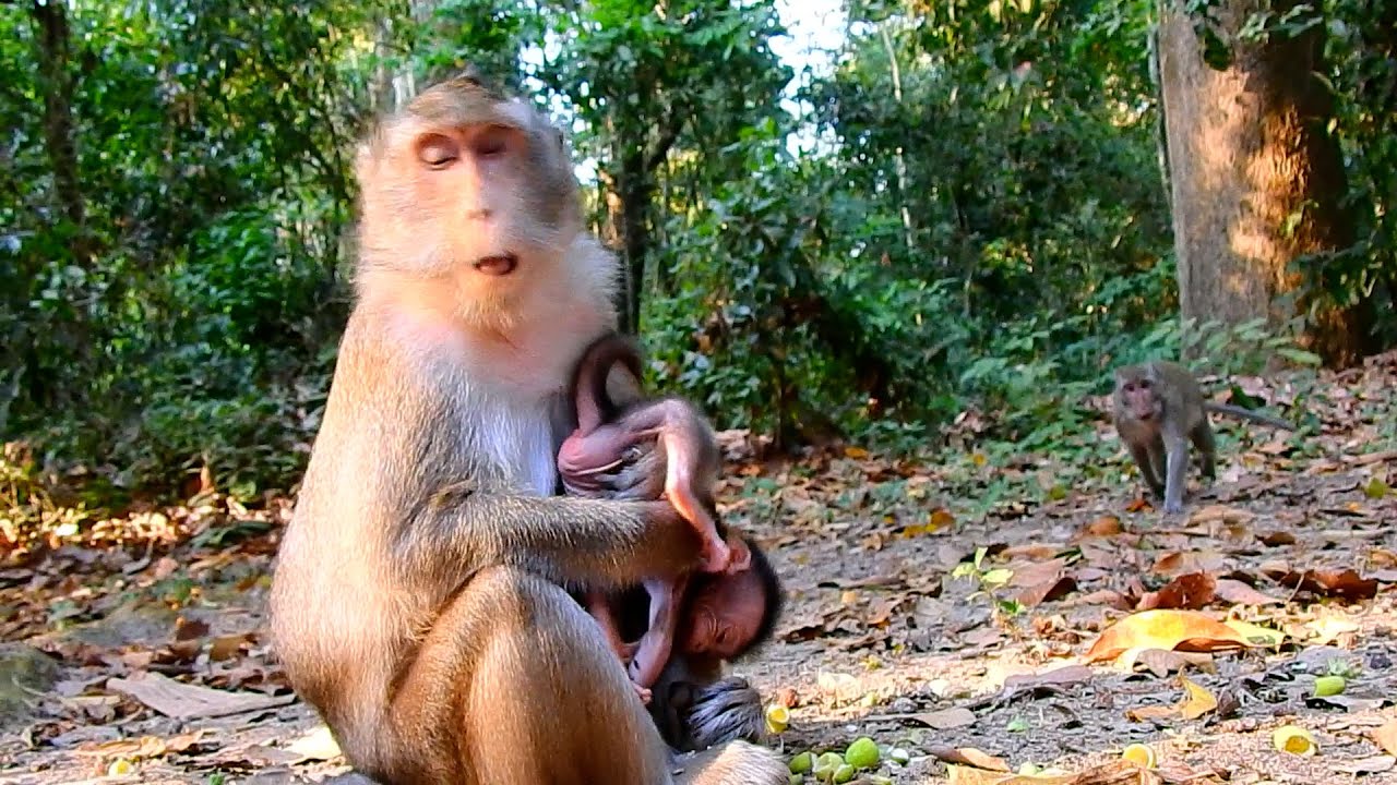 The Most Beautiful Mom Ever And She Takes Good Care of All Her Babies | @IShowMonkeyTV