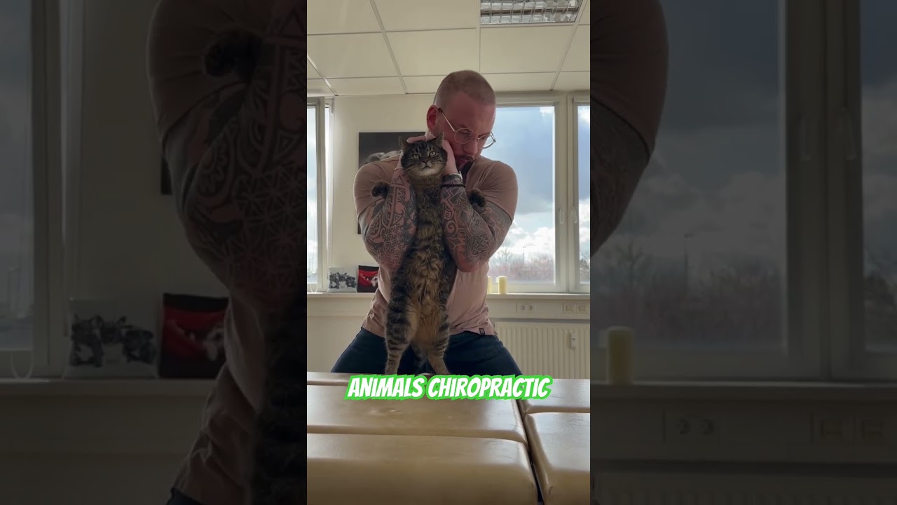 Animals Chiropractic 💚💚💚#foryou #animals #asmr #chiropractic #dogs #dogshorts #catshorts