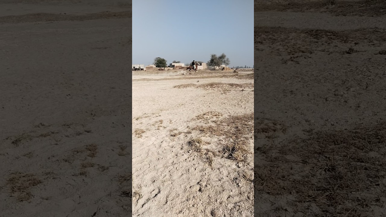 Pind34|trends |viral short |horse race |Pakistani horse lover #horse #pakistan #punjab #ghora #india