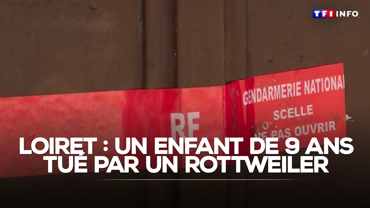 Un enfant de 9 ans tué par le chien de la famille dans le Loiret｜TF1 INFO