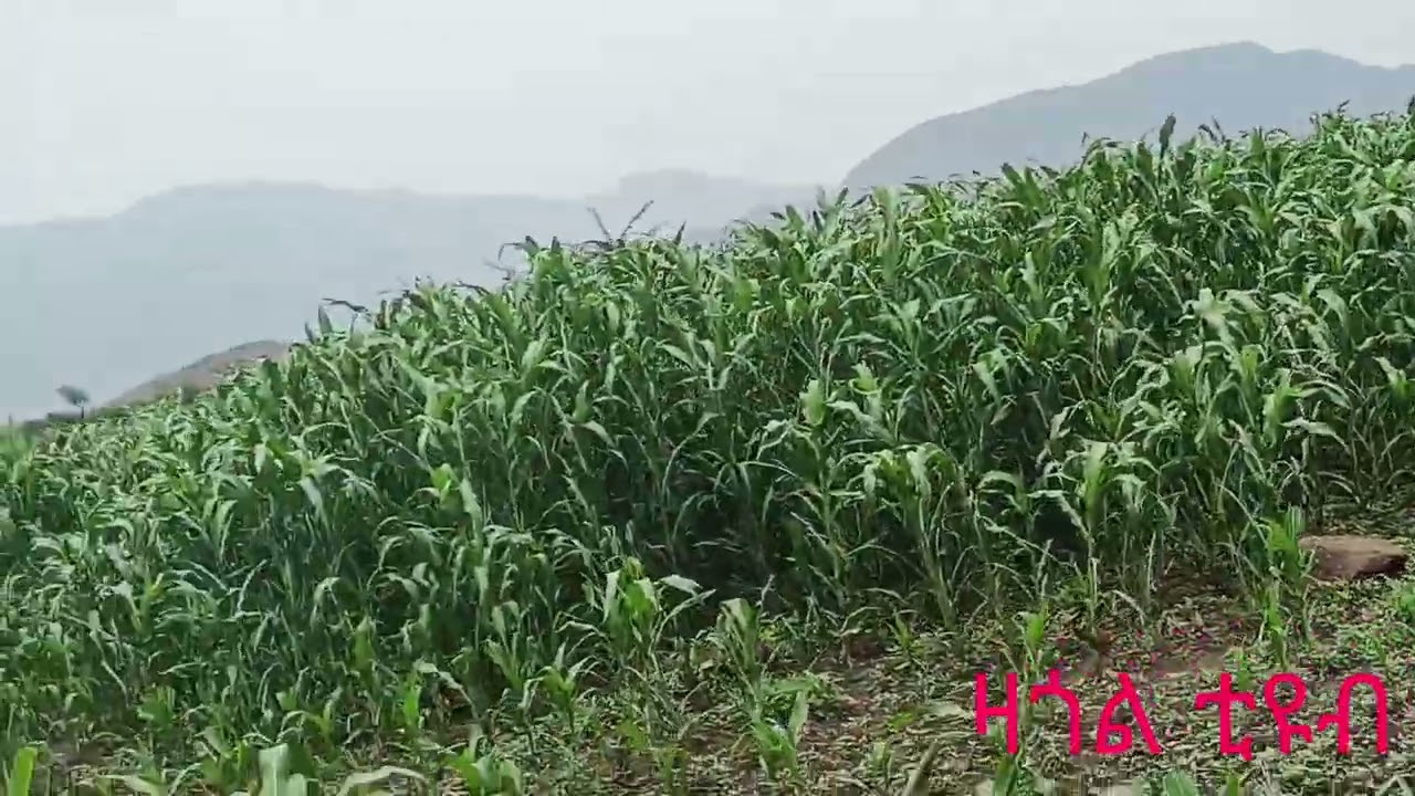 #የራያ ማሽላ#ዉስጣዉስጡ መንገድ#ማን አስተማረብኝ በሰው ላይ?ራያ አሁን ላይ!