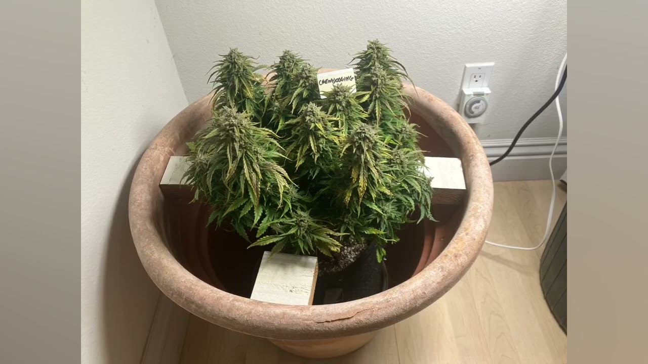 Chemdogging grow