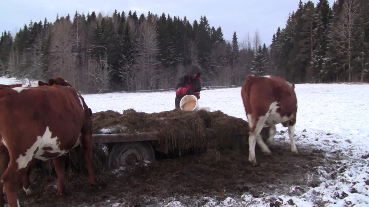 Ulkona olevien hiehojen ruokinta