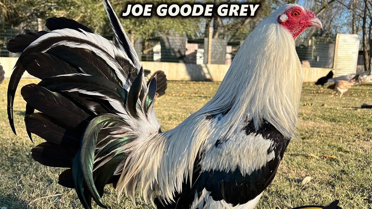 Joe Goode Grey Oscar Santibanez Farm Houston Texas - Beautiful Birds