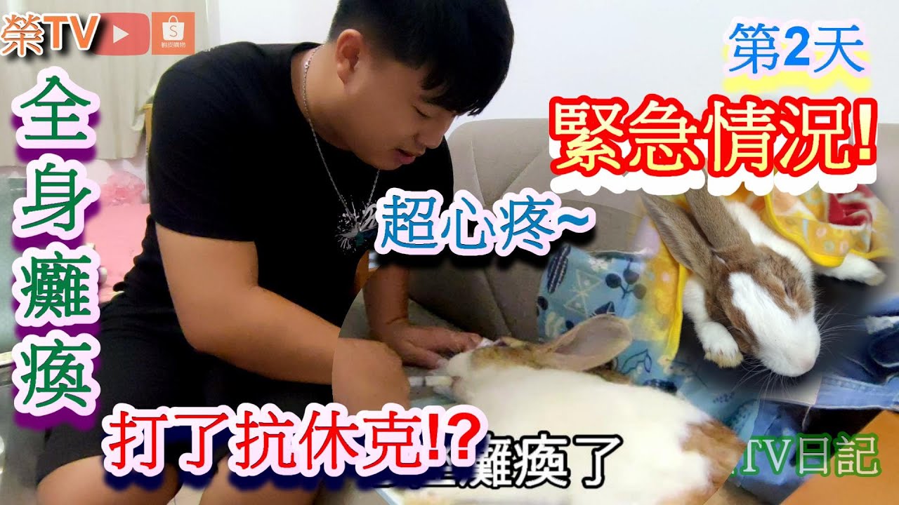 #兔子全身癱瘓竟打了抗休克!?#兔子癱瘓#兔子動物醫院#台北愛兔協會#兔子歪頭症#兔子要吃什麼才健康?#榮TV日記#兔子#養兔子該注意什麼?